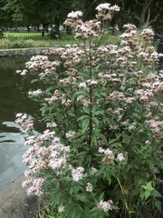Eupatorium cannabinum