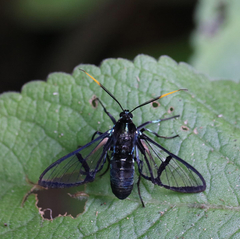 Nyridela acroxantha