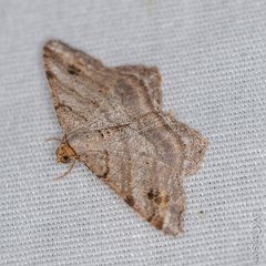 Macaria multilineata