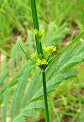 Cyperus sphaerospermus