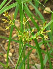 Cyperus sphaerospermus