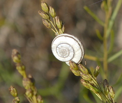 Helicopsis filimargo