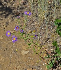 Dieteria bigelovii