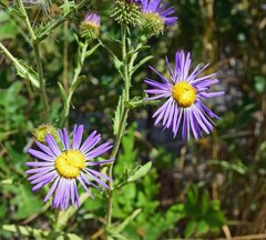 Dieteria bigelovii