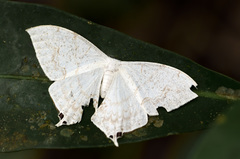 Lepidoptera