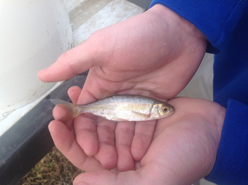 Columbia River minnow (Richardsonius balteatus) — Cyprinidae — 2