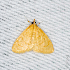 Ecpyrrhorrhoe puralis
