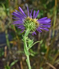 Dieteria bigelovii