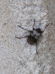 Leptostylus transversus