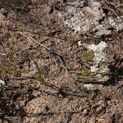 Lachnaea eriocephala