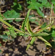 Dieteria bigelovii
