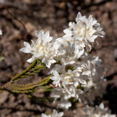 Lachnaea eriocephala
