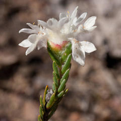 Lachnaea eriocephala