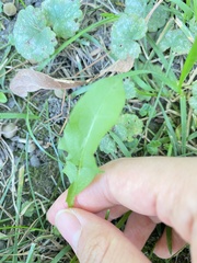 Taraxacum