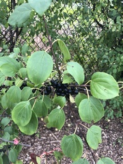 Magnoliopsida