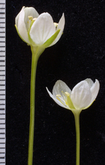 Parnassia parviflora