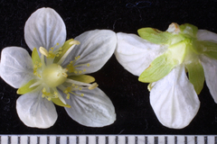 Parnassia parviflora