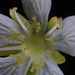 Small-flowered Grass-of-Parnassus - Photo (c) Lada Malek, some rights reserved (CC BY-NC), uploaded by Lada Malek