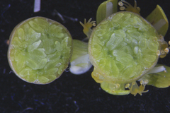Parnassia parviflora