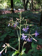 Cicerbita macrophylla