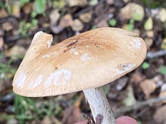 Leucocortinarius bulbiger