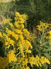 Solidago