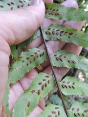 Asplenium friesiorum