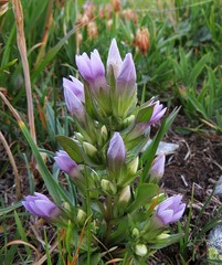 Gentianella ramosa