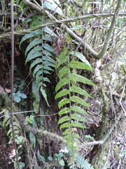 Asplenium friesiorum