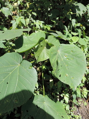 Neoboutonia macrocalyx