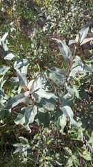 Elaeagnus commutata