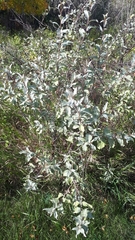 Elaeagnus commutata