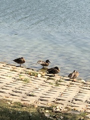 Anas platyrhynchos