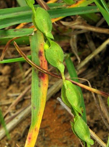 Zornia capensis var. capensis image