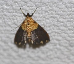 Agrotera basinotata