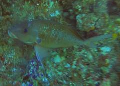 Chirodactylus jessicalenorum