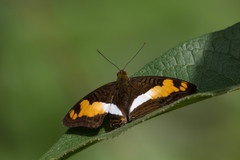 Adelpha thesprotia