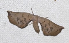 Parepisparis excusata