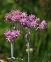 Adenostyles leucophylla