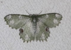 Eucyclodes fascinans