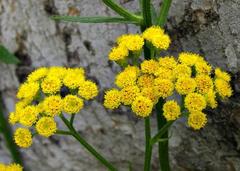 Nidorella auriculata