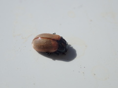 Chrysomela crotchi