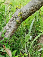 Nidorella auriculata