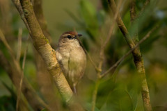 Phacellodomus rufifrons