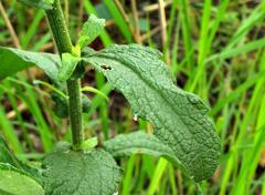 Nidorella auriculata