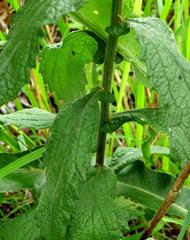 Nidorella auriculata