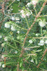 Erica cooperi