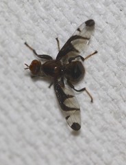 Loxoneuroides varipennis