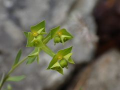 Euphorbia taurinensis