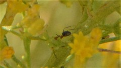 Dorymyrmex bicolor